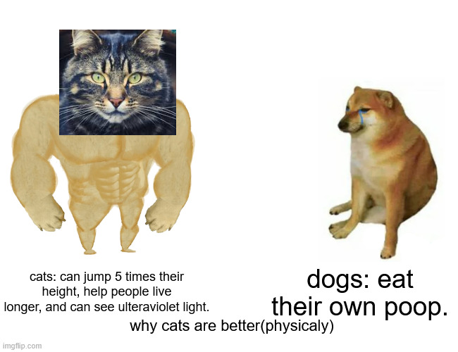 Buff Doge vs. Cheems | cats: can jump 5 times their height, help people live longer, and can see ulteraviolet light. dogs: eat their own poop. why cats are better(physicaly) | image tagged in memes,buff doge vs cheems | made w/ Imgflip meme maker