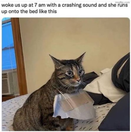 Undeniably Guilty | image tagged in cats,funny cats,guilty,mischief,why can't you just be normal,obvious | made w/ Imgflip meme maker