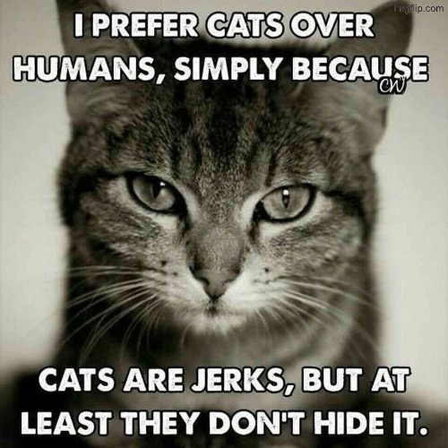 Yeah They're Honest | image tagged in cats,funny cats,humans,honest,liars,i prefer the real | made w/ Imgflip meme maker
