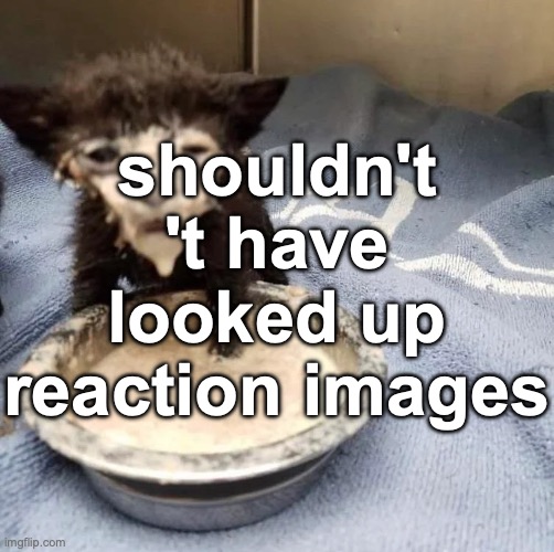 Cat with Milk on Face | shouldn't 't have looked up reaction images | image tagged in cat with milk on face | made w/ Imgflip meme maker