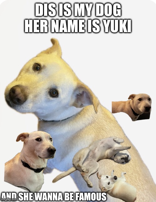 Dog | DIS IS MY DOG HER NAME IS YUKI; AND SHE WANNA BE FAMOUS | image tagged in dog,she wanna be famous,she cute,meme,funny,doge | made w/ Imgflip meme maker