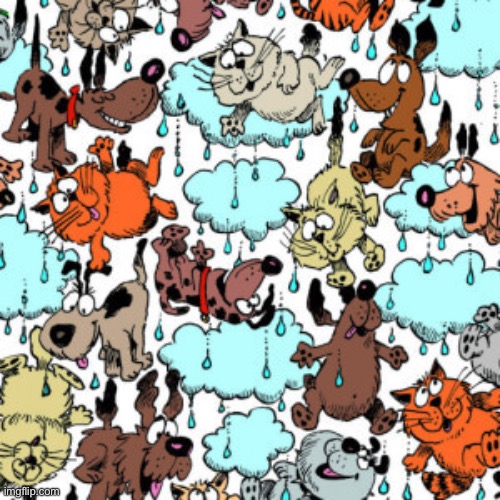 its raining cats and dogs | image tagged in its raining cats and dogs | made w/ Imgflip meme maker