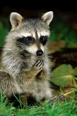 raccoon pray Blank Meme Template
