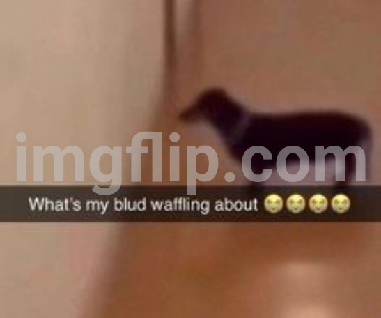 What's my blud waffling about | image tagged in what's my blud waffling about | made w/ Imgflip meme maker
