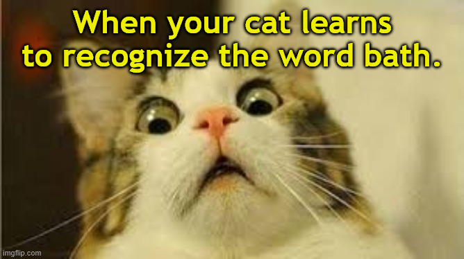 When Cats Learn Words | When your cat learns to recognize the word bath. | image tagged in funny animals,bath,language,learn,scared,word | made w/ Imgflip meme maker