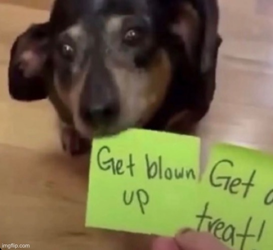 NOOOOOOO | image tagged in dog,meme,shitpost | made w/ Imgflip meme maker