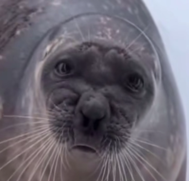 Disgusted seal Blank Meme Template