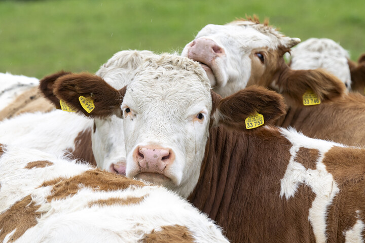 Cows Blank Meme Template