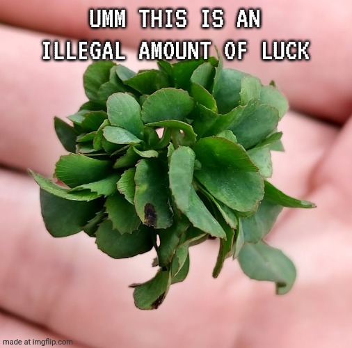Way too much luck | UMM THIS IS AN ILLEGAL AMOUNT OF LUCK | image tagged in 63 leaf clover | made w/ Imgflip meme maker