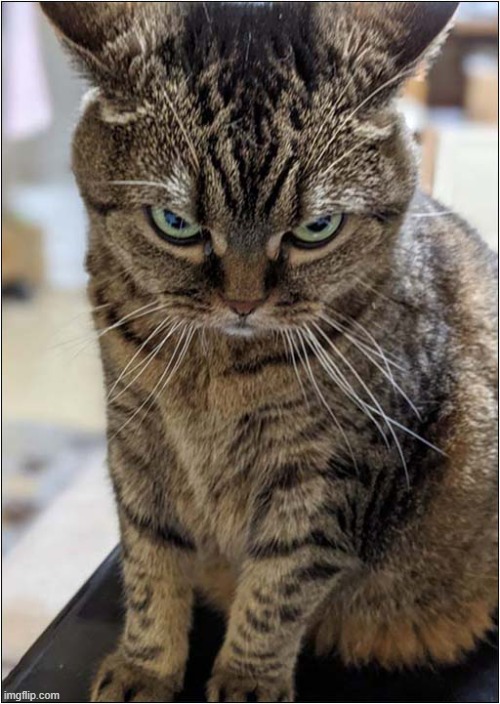 Be Afraid ... Very Afraid ! | image tagged in cats,scowling,be afraid | made w/ Imgflip meme maker