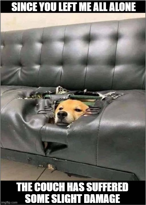 I Blame The Owner ! | SINCE YOU LEFT ME ALL ALONE; THE COUCH HAS SUFFERED
SOME SLIGHT DAMAGE | image tagged in dogs,home alone,sofa,destroy | made w/ Imgflip meme maker