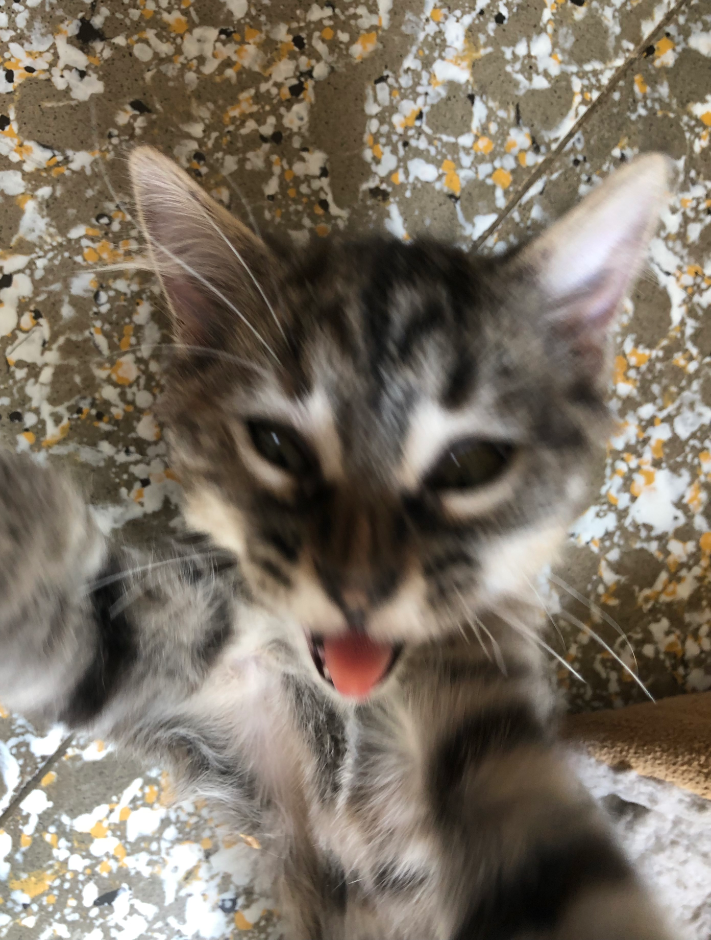 funny cat Blank Meme Template