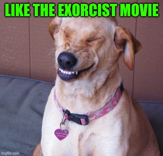 laughing dog | LIKE THE EXORCIST MOVIE | image tagged in laughing dog | made w/ Imgflip meme maker