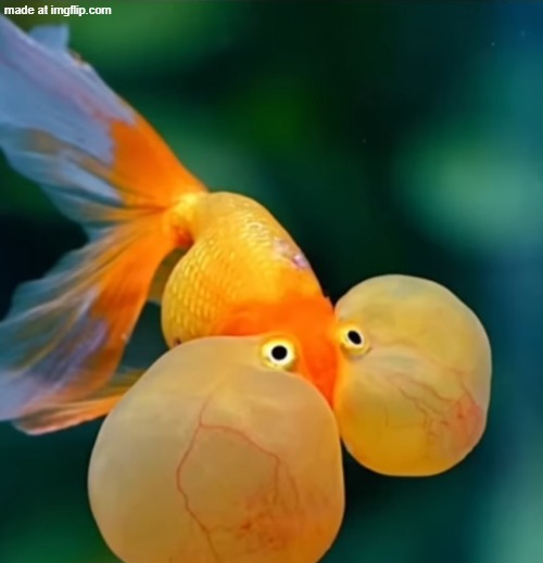 Fish holding in laugh | image tagged in fish holding in laugh | made w/ Imgflip meme maker