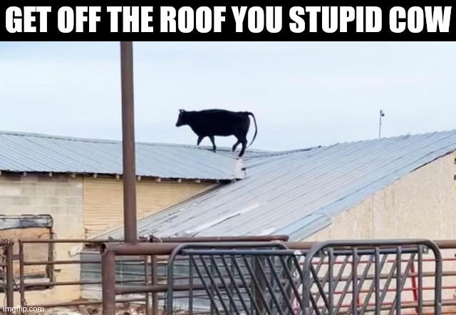 Get Off The Roof You Stupid Cow | GET OFF THE ROOF YOU STUPID COW | image tagged in chrisjoines1 | made w/ Imgflip meme maker
