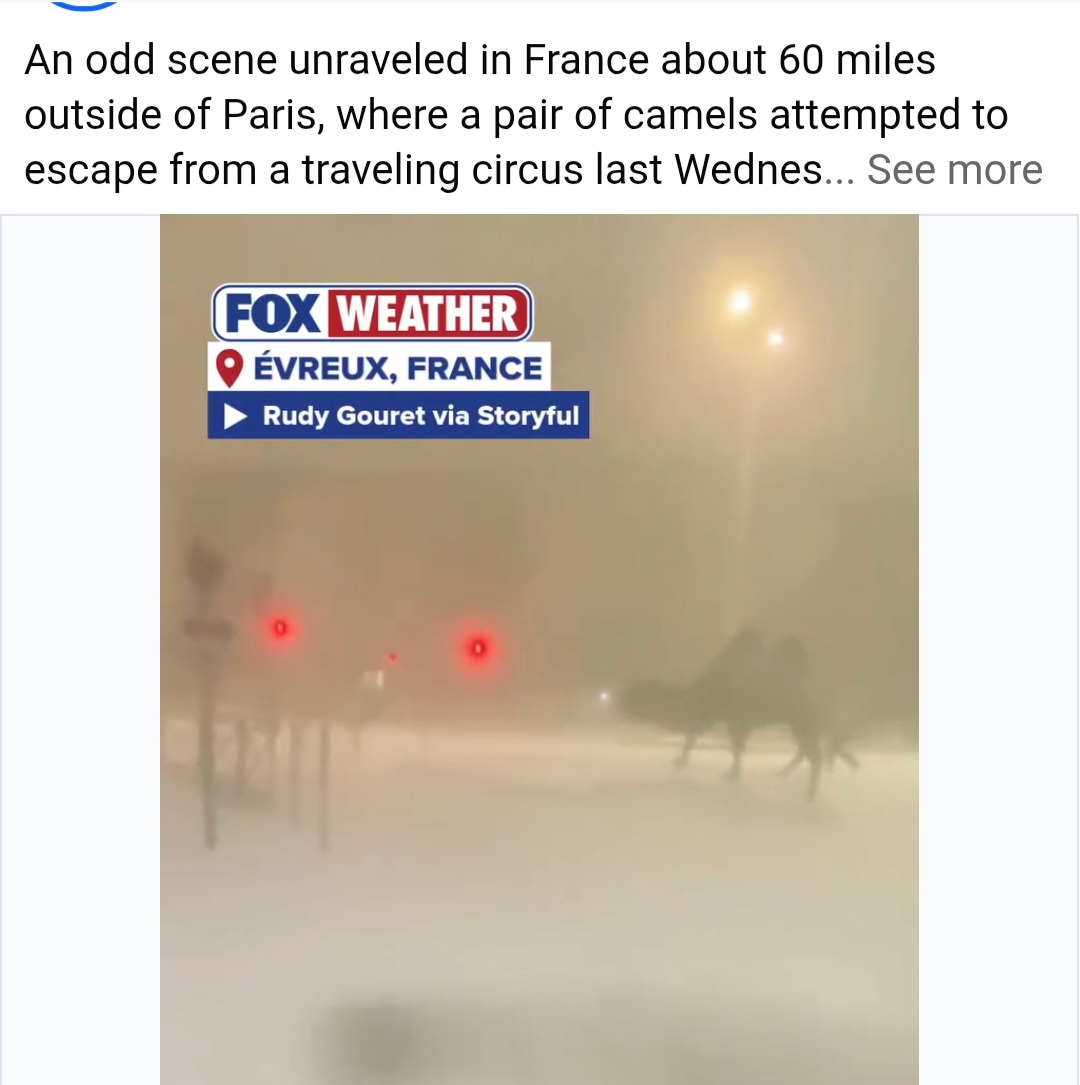 Camels escape traveling circus in France Blank Meme Template