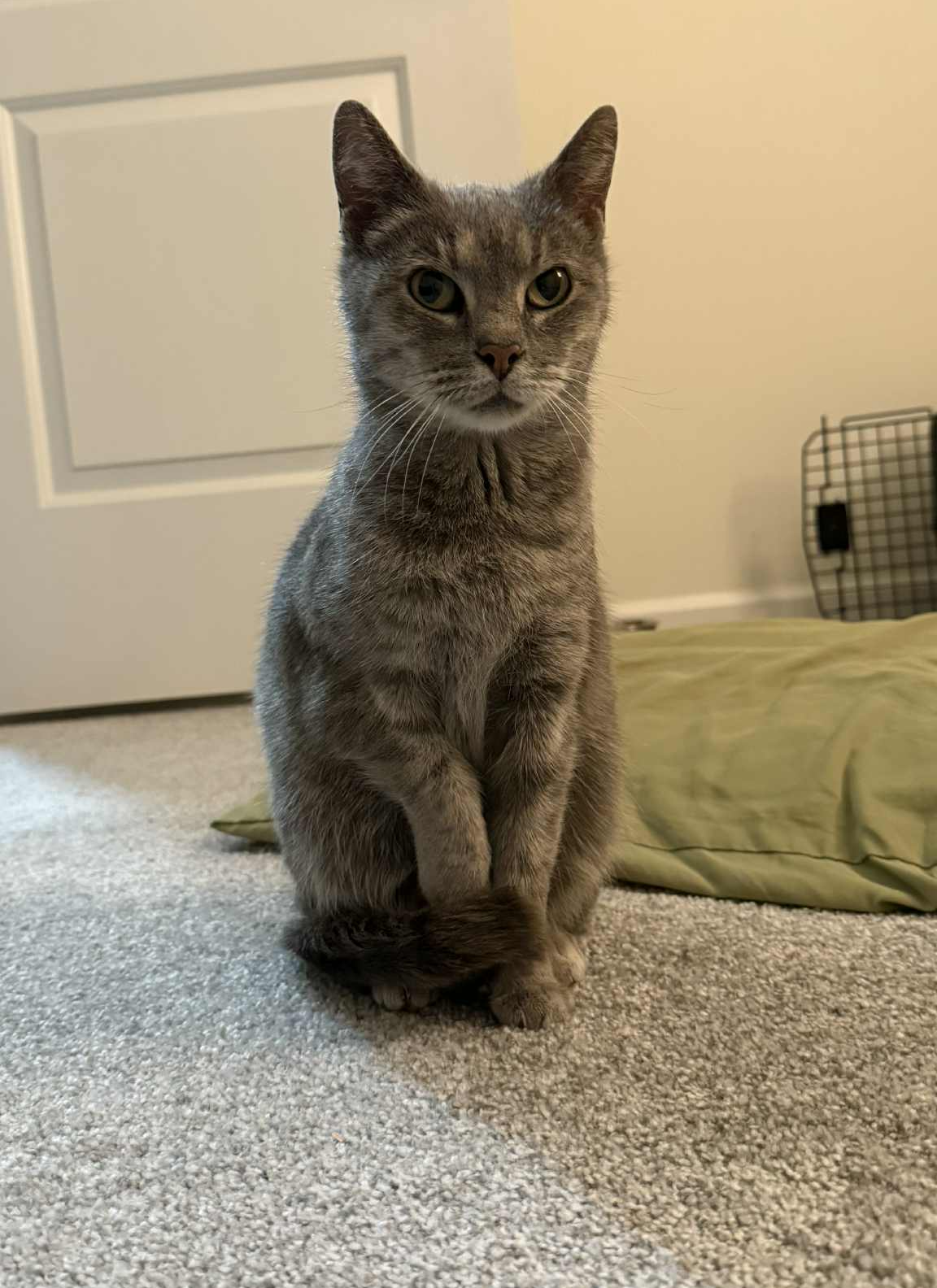 High Quality innocent cat Blank Meme Template