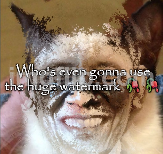 Cat obama | Who's even gonna use the huge watermark 🥀🥀 | image tagged in cat obama | made w/ Imgflip meme maker