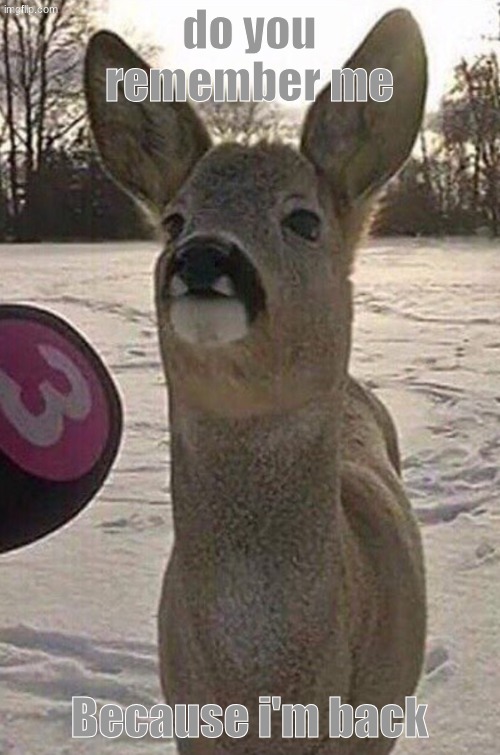 do you remember me Because i'm back | image tagged in deer interview | made w/ Imgflip meme maker
