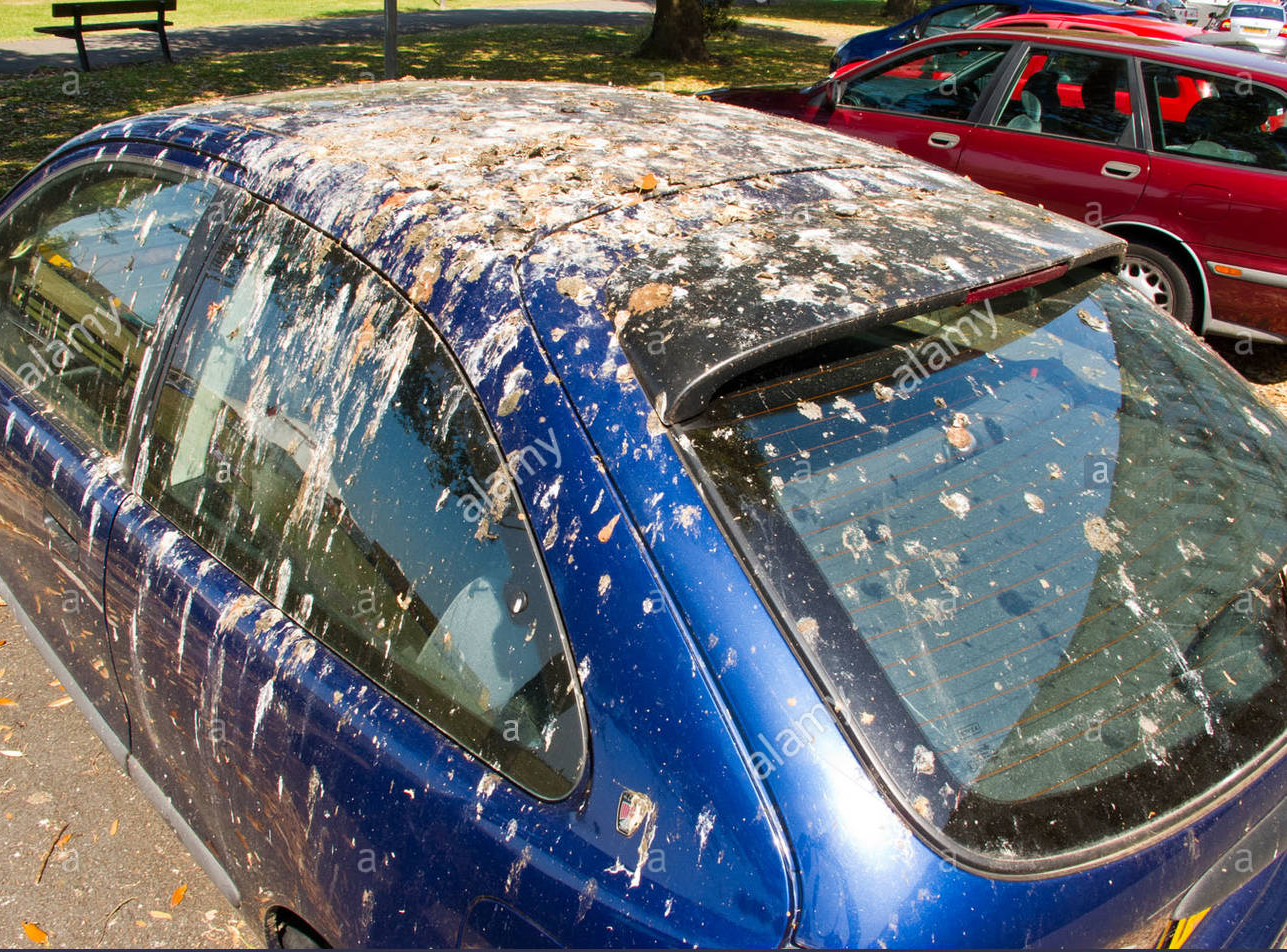 Bird ...droppings Blank Meme Template