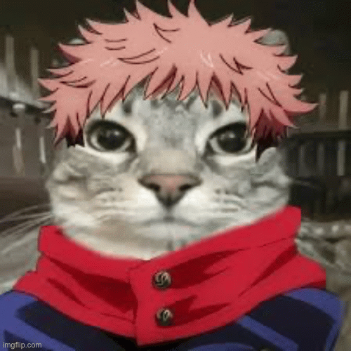 Yuji cat | image tagged in gifs,cats | made w/ Imgflip images-to-gif maker