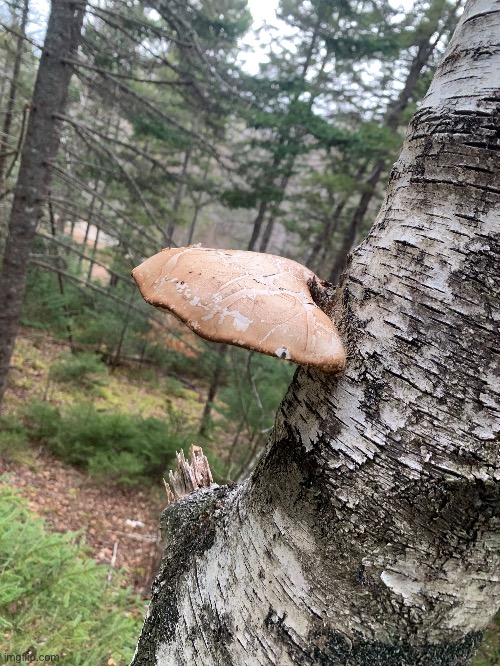 Funny mushroom I found | made w/ Imgflip meme maker