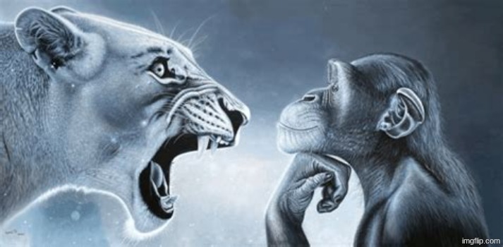 tiger yell at pondering monkey | image tagged in tiger yell at pondering monkey | made w/ Imgflip meme maker