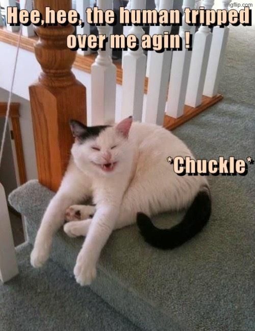 Chuckle Cat | image tagged in cats,funny cats,laughing,mischief,psychopath,tripping | made w/ Imgflip meme maker