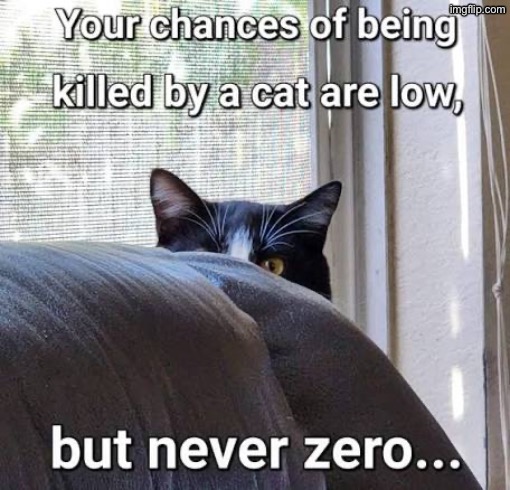It's Never Zero | image tagged in cats,funny cats,kill you cat,so you're saying there's a chance,psychopath,stalker | made w/ Imgflip meme maker