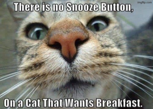 I Want Breakfast | image tagged in cats,funny cats,breakfast,wake up,gimme,alarm clock | made w/ Imgflip meme maker