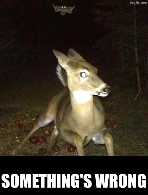 Something's Wrong | SOMETHING'S WRONG | image tagged in cursed images,what a terrible day to have eyes,danger,deer,excuse me wtf,bats | made w/ Imgflip meme maker