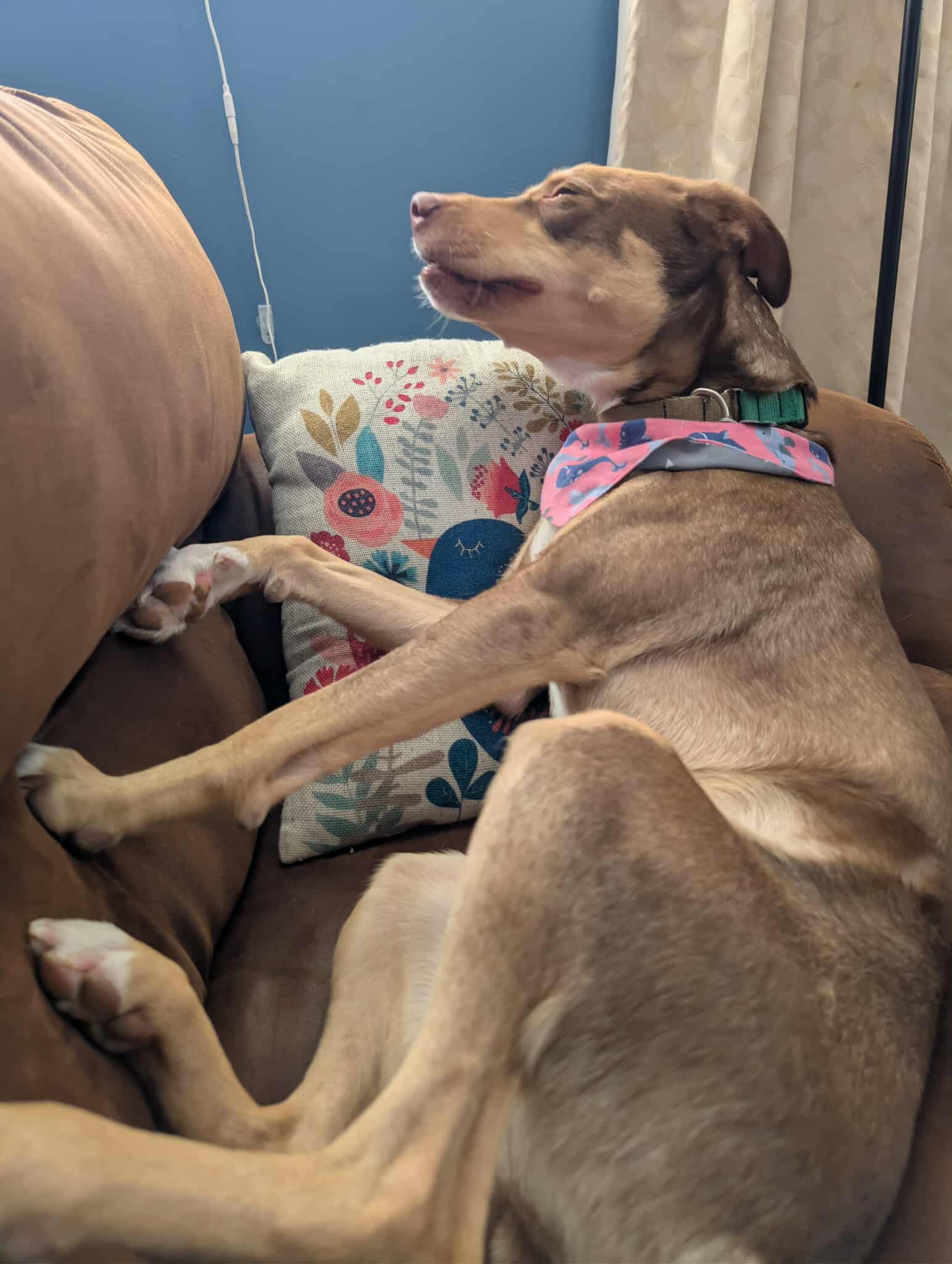 Doggo Aawoo Blank Meme Template