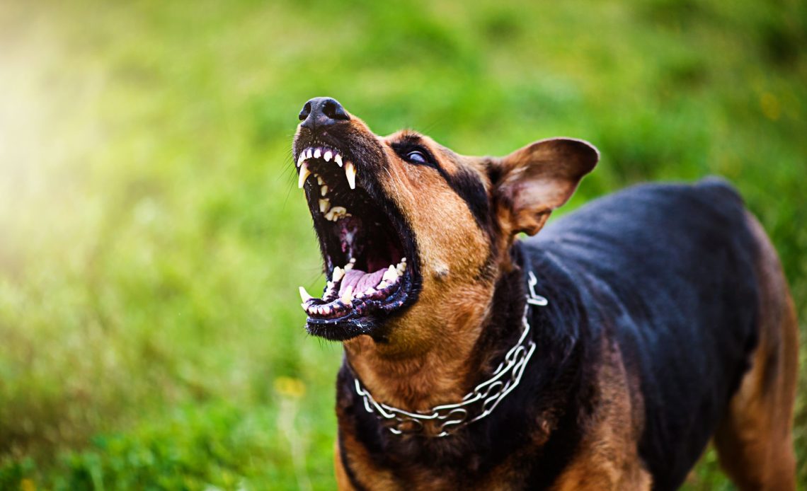 Angry dog Blank Meme Template