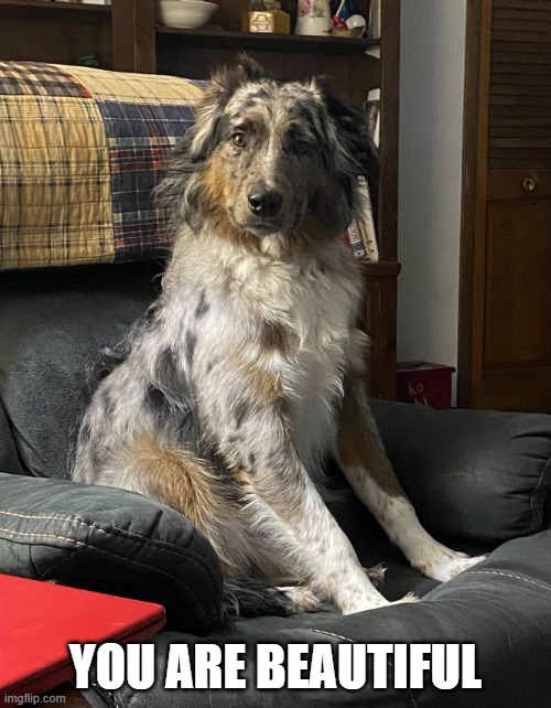 Loveable | YOU ARE BEAUTIFUL | image tagged in dogs pets funny | made w/ Imgflip meme maker
