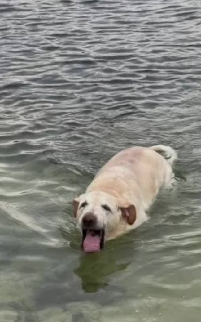 Dog choking on water Blank Meme Template