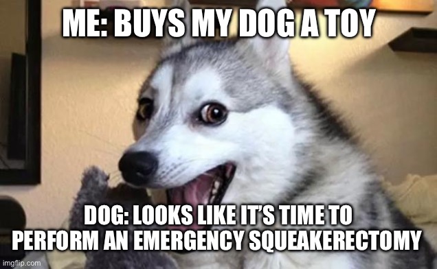 Squeaky Toy | ME: BUYS MY DOG A TOY; DOG: LOOKS LIKE IT’S TIME TO PERFORM AN EMERGENCY SQUEAKERECTOMY | image tagged in pun dog - husky,toy,chewing,squeak | made w/ Imgflip meme maker