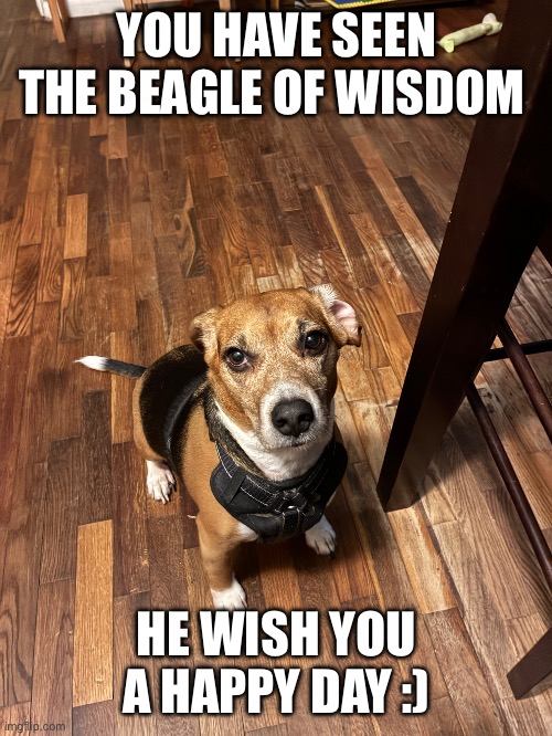 Beagle yay | YOU HAVE SEEN THE BEAGLE OF WISDOM; HE WISH YOU A HAPPY DAY :) | image tagged in beagle | made w/ Imgflip meme maker