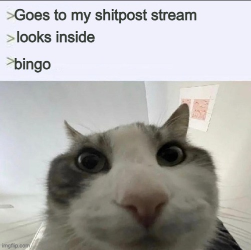 Cat looks inside | Goes to my shitpost stream; looks inside; bingo | image tagged in cat looks inside | made w/ Imgflip meme maker