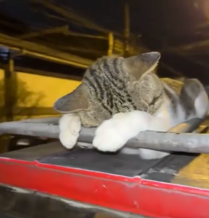 Tired Cat Blank Meme Template