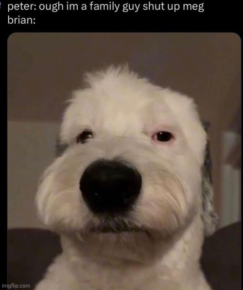 peter: ough im a family guy shut up meg

brian: | made w/ Imgflip meme maker