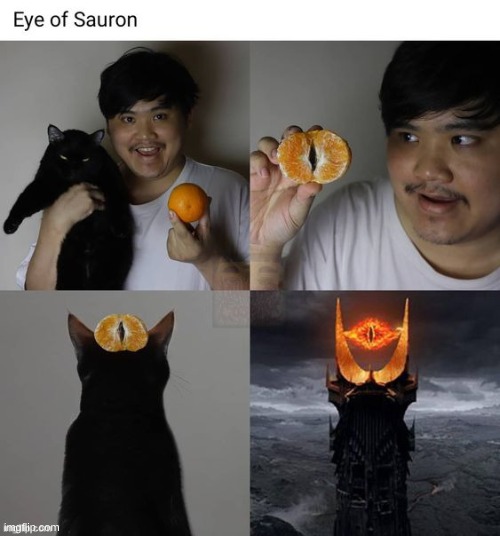 KITTTYYYY!!!!!!!!!!!! | image tagged in cat,funny,kitty,fun | made w/ Imgflip meme maker