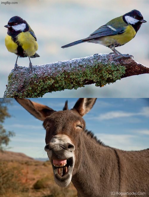 Idk why but guys be acting mad about this question | image tagged in tit bird,donkey jackass braying | made w/ Imgflip meme maker