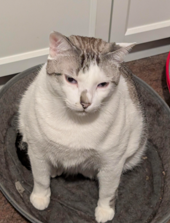 I'm tired boss Blank Meme Template