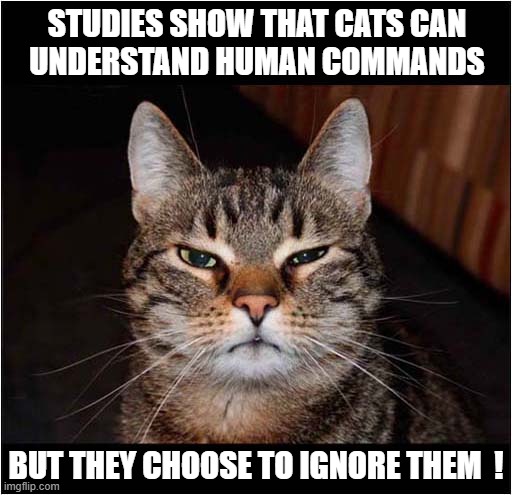 And Now You Know ! | STUDIES SHOW THAT CATS CAN
UNDERSTAND HUMAN COMMANDS; BUT THEY CHOOSE TO IGNORE THEM  ! | image tagged in cats,ignoring,commands | made w/ Imgflip meme maker