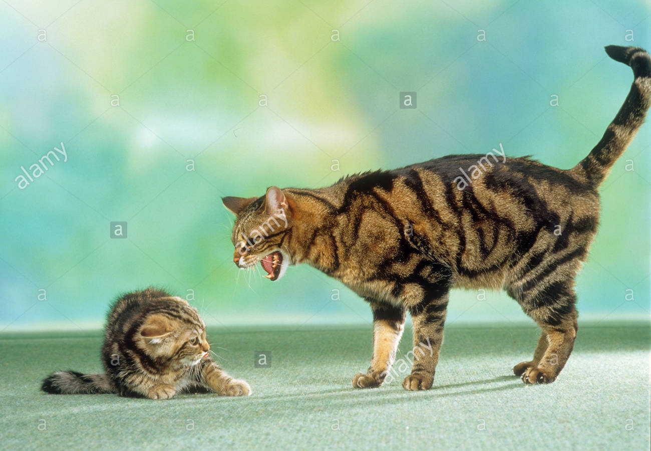 Cat Hissing at Kitten Blank Meme Template