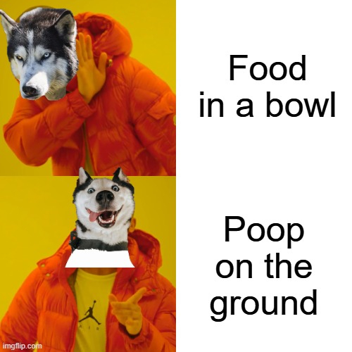 what will husky eat? | Food in a bowl; Poop on the ground | image tagged in memes,drake hotline bling | made w/ Imgflip meme maker