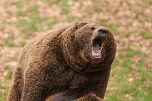 Screaming bear Blank Meme Template