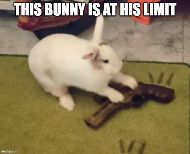 Get My Gun! | THIS BUNNY IS AT HIS LIMIT | image tagged in bunnies | made w/ Imgflip meme maker