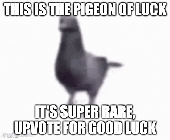 THIS IS THE PIGEON OF LUCK IT'S SUPER RARE, UPVOTE FOR GOOD LUCK | made w/ Imgflip meme maker