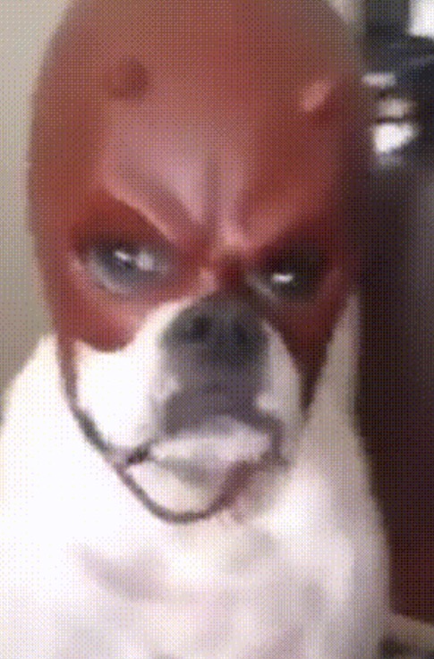 Wilbur is calling… Blank Meme Template